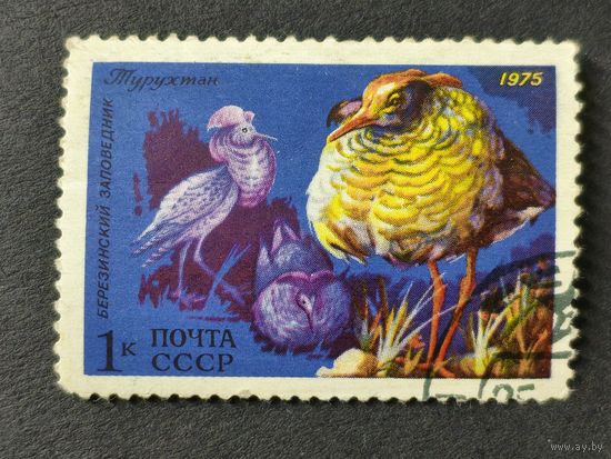 1975 СССР. Животный мир СССР. Турухтан