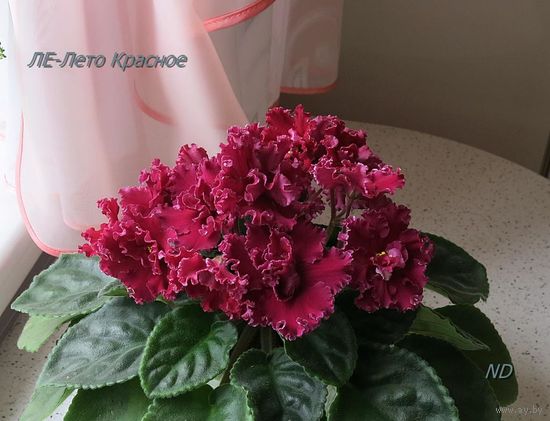 Фиалка ЛЕ-Лето красное укорен.детка/пасынок