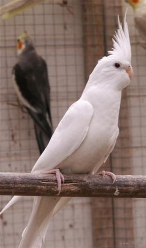 КУПЛЮ ПОПУГАЯ КОРЕЛЛУ БЕЛУЮ БЕЗЩЁКУЮ.