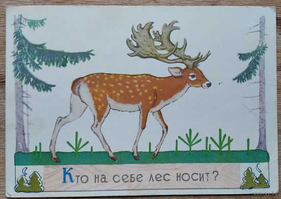 Дудников В. Кто на себе лес носит. 1962 г. Подписана