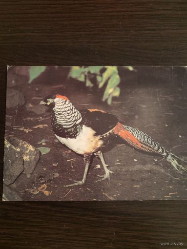 Открытка,птица,подписана