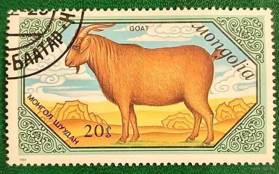 Монголия 1988. Домашняя коза