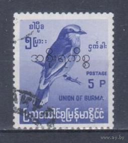 [532] Бирма 1966. Фауна.Птицы. НАДПЕЧАТКА. Гашеная марка.