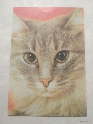 Карманный календарик. Котик.1994 год