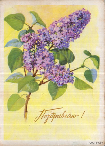 Подписанная открытка 1965г. "Поздравляю! Сирень" худ. Б. Мухин