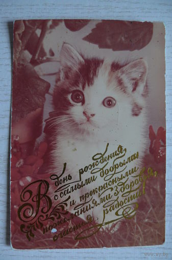 В день рождения... (фотооткрытка, данных нет; кошки).