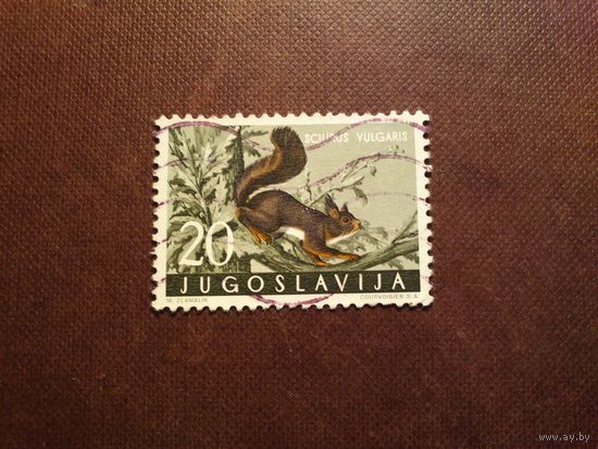 Югославия 1960 г.Евразийская рыжея белка./40а/