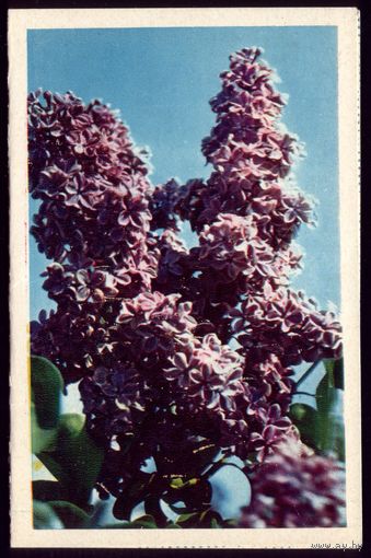 1972 год Н.Матанов Сирень чист