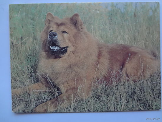 Календарик 1993 г.  Чау-Чау. (109).