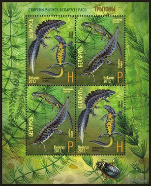 Беларусь 2012, фауна, тритоны, МЛ **MNH