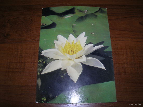 Цветы Кувшинка 1985 год чистая