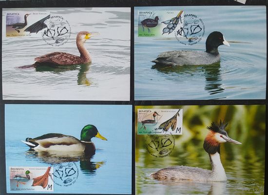 Беларусь 2023 КМ Особенности водоплавающих птиц, тираж 20 экз .