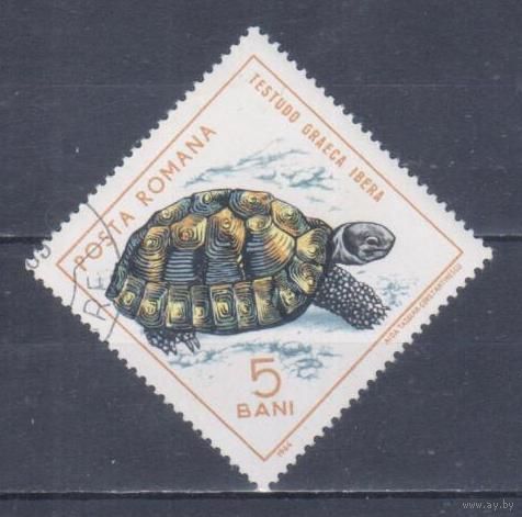 [2400] Румыния 1965. Фауна.Черепаха. Гашеная марка.
