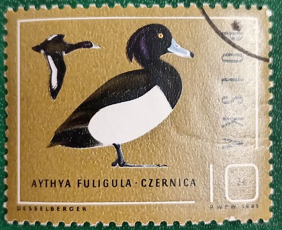 Польша 1985. Фауна. Птицы. Хохлатая чернеть