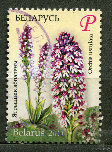 Цветы. Флора. Ятрышник обожжённый. 2011. Беларусь