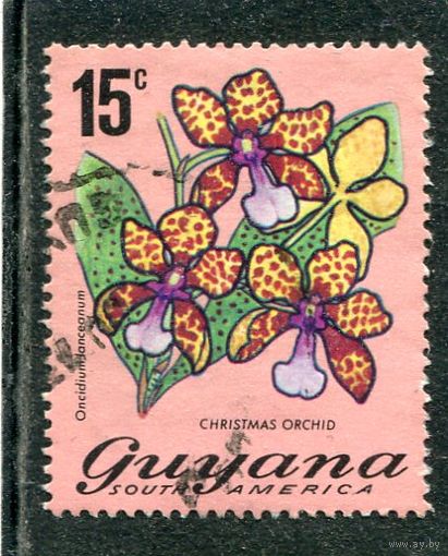 Гайана. Цветы. Орхидеи