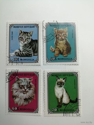 Монголия 1979. Домашние коты