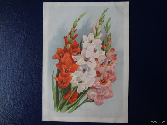 Гладиолусы.  1962 г.