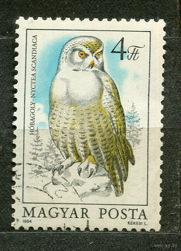 Снежная сова. Венгрия. 1984
