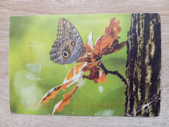 О-11. ПОДПИСАННАЯ ОТКРЫТКА. ГЕРМАНИЯ. БАБОЧКА.