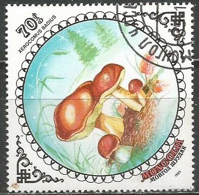Монголия. Польский гриб. 1985г. Mi#1743.