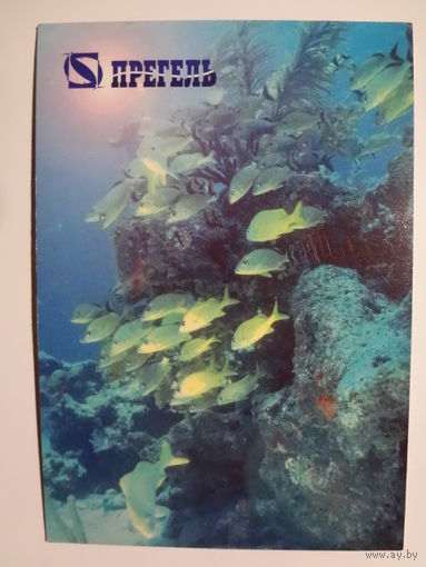 Календарик 1999 г. Прегель. Широкий ассортимент свежемороженой рыбы.