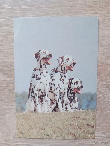 Календарик 1993