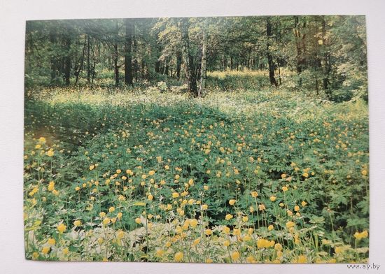 Поляна. Чистая. 1982 года. Фото Гиппенрейтера. 2419.