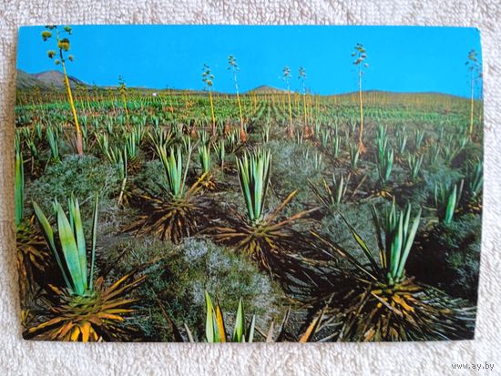 Остров Фуэртевинтура, Канарский архипелаг. Плантация алоэ