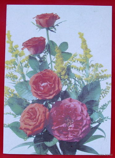 Роза. Подписанная. 1990 года. Дергилева.