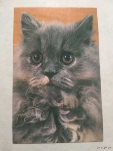 Карманный календарик. Котик.1993 год
