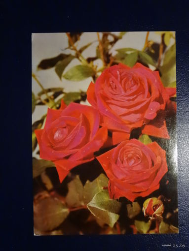 Розы. 1977 г.  подписанная.
