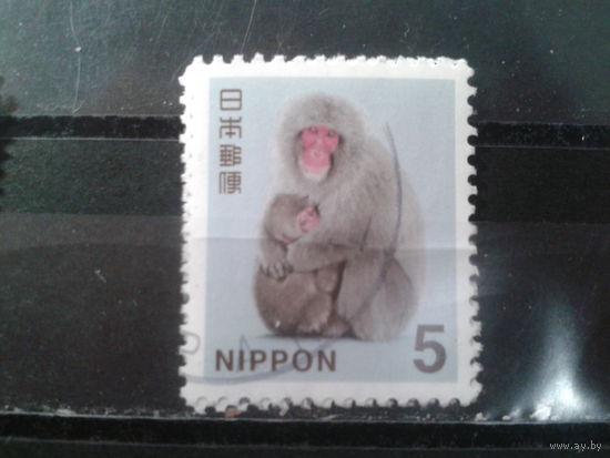 Япония, 2015. Японская макака