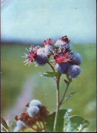 Лопух большой. Тихомиров В. Планета, 1973 г.