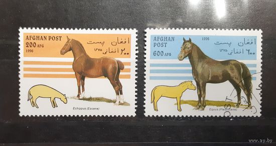 Афганистан. 1996 год. Фауна. Лошади (109)