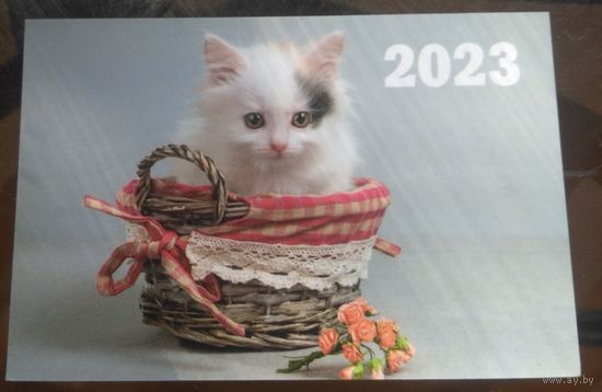 Котёнок