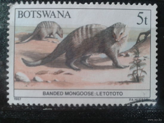 Ботсвана,1987. Полосатый мангуст