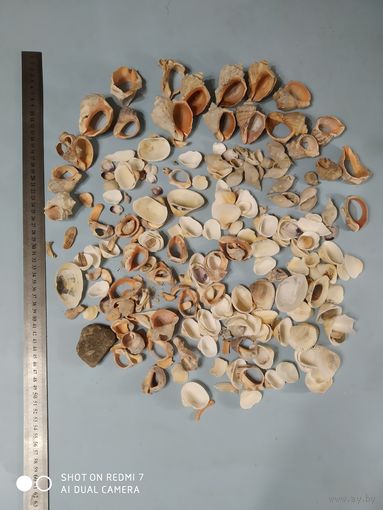 Ракушки раковины для поделок декупажа декора аквариума