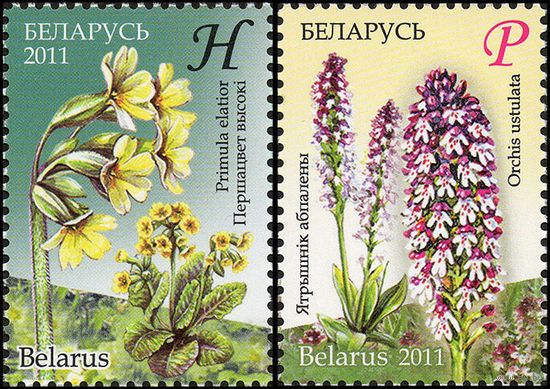 Цветы Беларусь 2011 год (871-872) серия из 2-х марок
