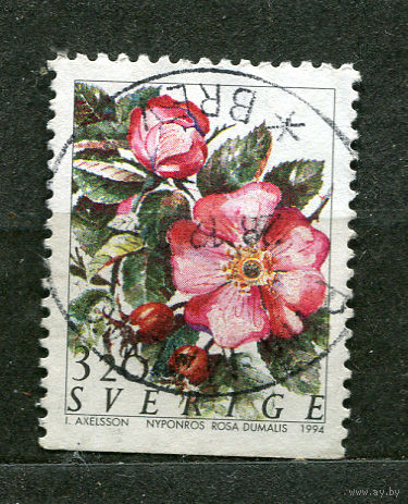 Цветы. Роза. Швеция. 1994