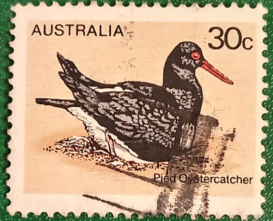 Австралия 1978. Птицы Австралии. Австралийский пегий кулик-сорока