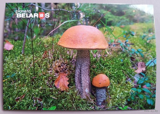 Серия "Планета Беларусь ". Подосиновики. Открытка, глянец