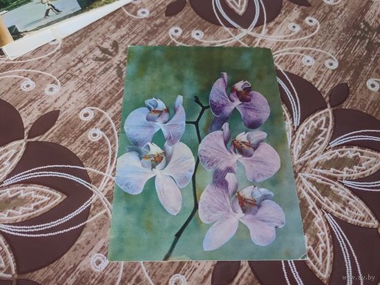 Открытка,цветы,1973