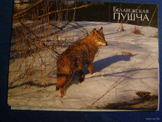 Беларусь 2009 ПК зак 1295 Волк Беловежская пуща