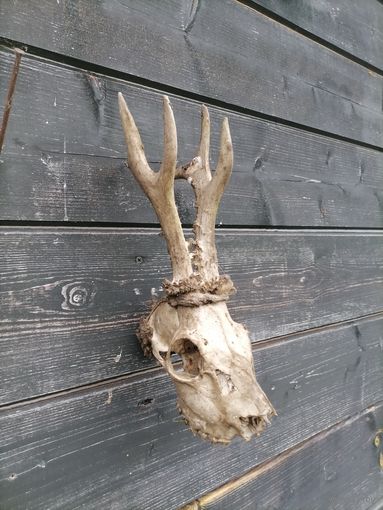 Череп косули