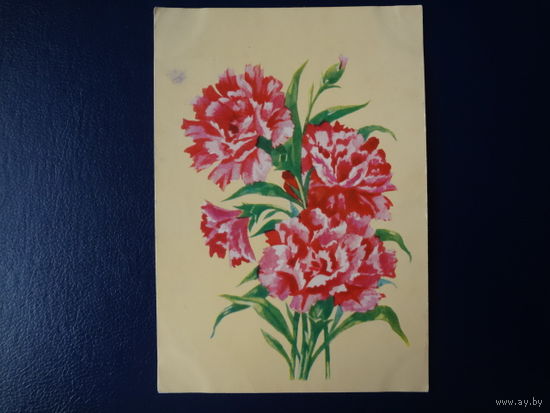 Гвоздика.  1962 г.