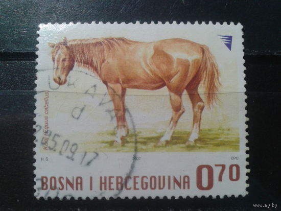 Босния и Герцеговина, 2007. Лошадь