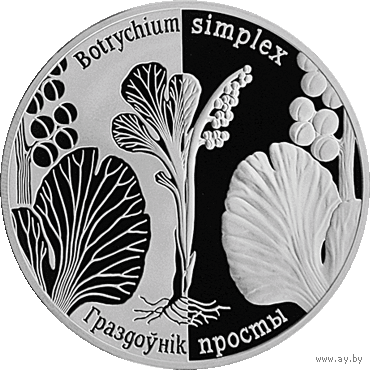 Рэспубліка Беларусь. 20 рублёў 2014. Граздоўнік просты (Гроздовник простой). Наклад 1000 шт.
