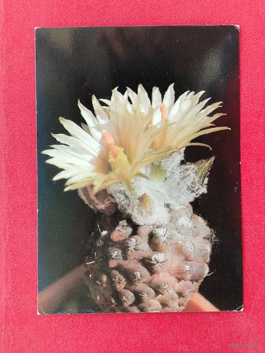 Кактус. Чистая. 1985 года. 1626.