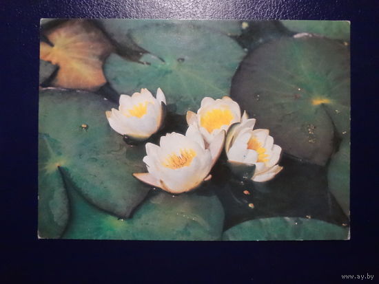 Кувшинки.  1985 г.
